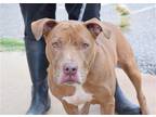 Adopt Storm a Red/Golden/Orange/Chestnut - with White Pit Bull Terrier / Mixed