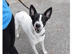 Adopt Candy a White - with Black Canaan Dog / Pointer / Mixed dog in Anniston