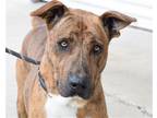 Adopt Draco a Brindle - with White Plott Hound / Mixed dog in Anniston