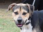 Adopt Kirby a Black - with Tan, Yellow or Fawn Shepherd (Unknown Type) / Hound