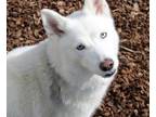 Adopt Blanco a Siberian Husky