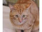 Adopt Cheddar a Domestic Medium Hair