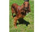 Adopt Tessa a Red/Golden/Orange/Chestnut Irish Setter / Mixed dog in Longview