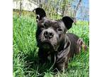 Adopt Cyrus Ray a Black - with White American Pit Bull Terrier / Mixed dog in