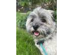 Adopt Havana Gizmo a Brindle Havanese / Mixed dog in Germantown, OH (41456325)