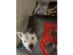 Adopt Dirk a Gray/Silver/Salt & Pepper - with White Mixed Breed (Medium) / Mixed