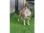 Adopt Chase a Tan/Yellow/Fawn - with White Mixed Breed (Medium) / Mixed dog in