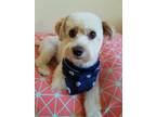 Adopt Bowie a Tan/Yellow/Fawn - with White Poodle (Miniature) / Bichon Frise /
