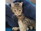 Adopt Squirt a Tan or Fawn Tabby Tabby / Mixed (short coat) cat in Round Rock