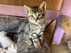 Adopt Ben/Jerry a Brown Tabby American Shorthair / Mixed (short coat) cat in San