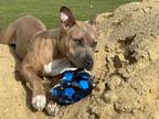 Adopt Sandy a Tan/Yellow/Fawn - with White American Staffordshire Terrier /