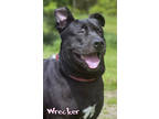 Adopt Wrecker a Black Labrador Retriever / Chow Chow / Mixed (medium coat) dog