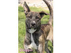 Adopt Chopper a Black Shepherd (Unknown Type) / Mixed dog in Mason