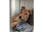 Adopt Pinata a Brown/Chocolate Labrador Retriever / Mixed dog in San Antonio