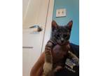 Adopt Killian a Gray or Blue Domestic Shorthair / Domestic Shorthair / Mixed cat