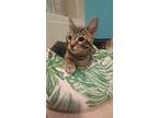 Adopt Conor a Brown or Chocolate Domestic Shorthair / Domestic Shorthair / Mixed