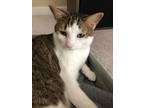 Adopt Theodore a Tan or Fawn Domestic Shorthair / Domestic Shorthair / Mixed cat