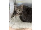 Adopt Claudine a Gray or Blue Domestic Shorthair / Domestic Shorthair / Mixed