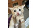 Adopt Fritz a Orange or Red Domestic Shorthair / Domestic Shorthair / Mixed cat