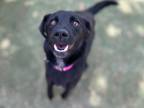 Adopt Berry a Black German Shepherd Dog / Rat Terrier / Mixed (short coat) dog