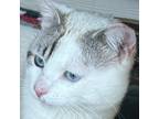 Adopt Mister a White Domestic Shorthair / Domestic Shorthair / Mixed cat in