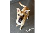 Adopt Turkey a Red/Golden/Orange/Chestnut Black Mouth Cur / Mixed dog in