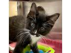 Adopt Scar a All Black Domestic Mediumhair / Domestic Shorthair / Mixed cat in