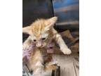 Adopt 55908539 a Orange or Red Domestic Shorthair / Domestic Shorthair / Mixed