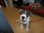 Adopt Scooter a White Great Dane / American Pit Bull Terrier / Mixed dog in