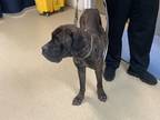 Adopt Bam Bam a Brindle Cane Corso / Mixed dog in Fort Worth, TX (41308470)