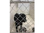 Adopt Hope a Black Labrador Retriever / Mixed Breed (Medium) / Mixed (short