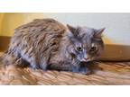 Adopt Stella a Gray or Blue Domestic Longhair / Domestic Shorthair / Mixed cat