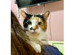 Adopt Bouffant a Domestic Shorthair / Mixed (short coat) cat in Cincinnati