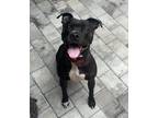 Adopt Molly a Black - with White American Pit Bull Terrier / Staffordshire Bull