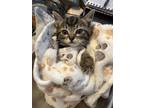 Adopt Marjoram-"Margie" a Tan or Fawn Tabby Tabby (short coat) cat in Tehachapi