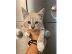 Adopt a Tan or Fawn Domestic Shorthair cat in Wildomar, CA (41465332)