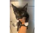Adopt a All Black Domestic Shorthair cat in Wildomar, CA (41465331)