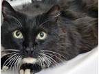 Adopt Kitty Meow a All Black Domestic Longhair cat in Wildomar, CA (41465330)