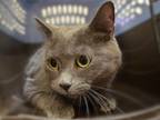 Adopt Shadow a Gray or Blue Domestic Shorthair cat in Wildomar, CA (41465324)