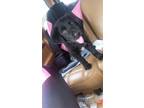 Adopt Roxy a Black - with White German Shepherd Dog / Labrador Retriever / Mixed