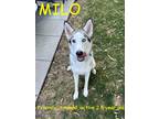 Adopt MILO a White Husky / Shepherd (Unknown Type) / Mixed dog in Jerome