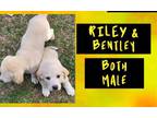 Adopt Bentley a Tan/Yellow/Fawn Great Pyrenees / Redbone Coonhound / Mixed dog