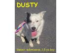 Adopt DUSTY a White - with Black Australian Shepherd / Mixed dog in Jerome