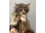 Adopt Fl-7 a Domestic Mediumhair / Mixed cat in Pomona, CA (41465299)