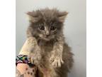Adopt Fl-5 a Domestic Mediumhair / Mixed cat in Pomona, CA (41465298)