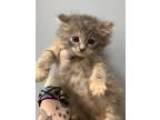 Adopt Fl-7 a Domestic Mediumhair / Mixed cat in Pomona, CA (41464410)