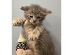 Adopt Fl-7 a Domestic Shorthair / Mixed cat in Pomona, CA (41465297)