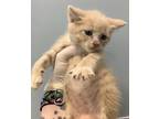 Adopt Fl-5 a Domestic Shorthair / Mixed cat in Pomona, CA (41465296)