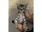 Adopt Fl-6 a Domestic Shorthair / Mixed cat in Pomona, CA (41465294)