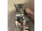 Adopt Fl-6 a Domestic Shorthair / Mixed cat in Pomona, CA (41464409)